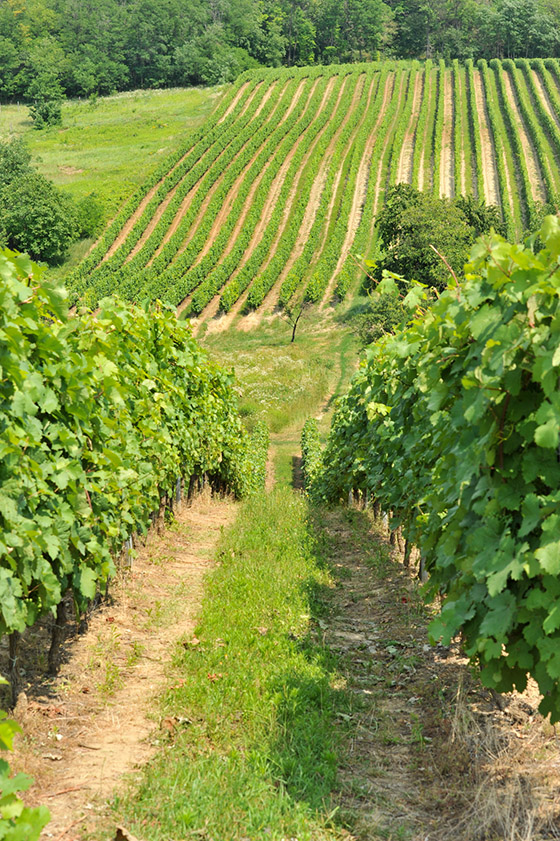 Bujdosó vineyards