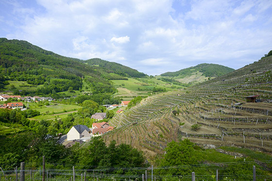 Weingut Högl