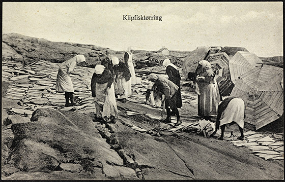 Drying of klippfisk (split, salted and dried cod); Photo by Anders Beer Wilse