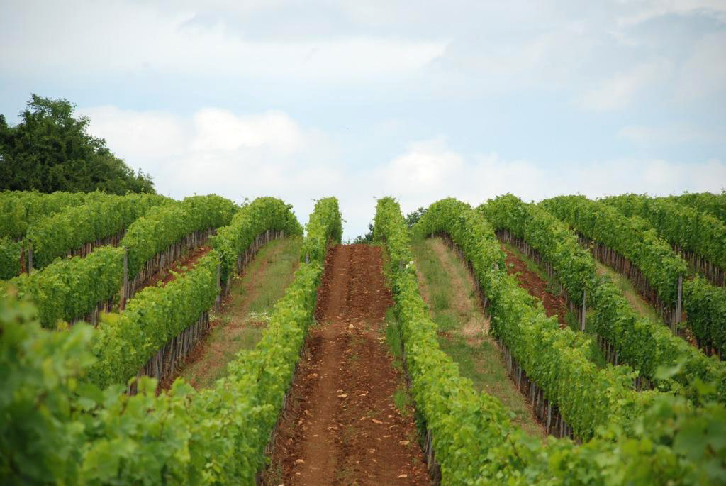 Holdvölgy vineyard