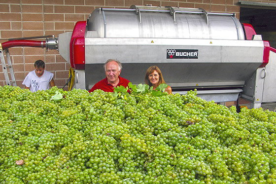 Harvesting Sauv Blanc at Colli di Poianis