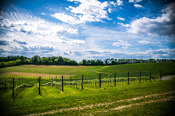 Vineyards of Marof winery