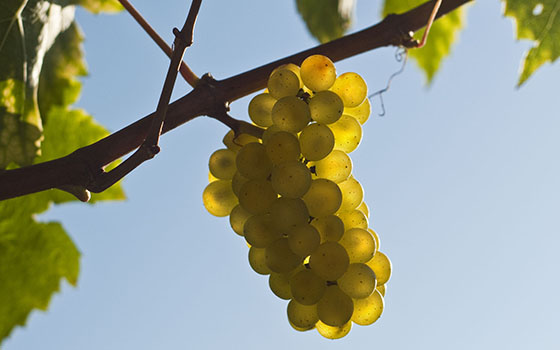 Rumeni Muškat (Yellow Muscat) - photo by Hlade winery