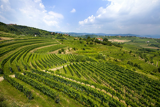 Vineyards of Movia winery