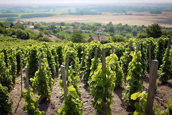 Somlói Apátsági Pince (Somló Abbey Winery) vineyards
