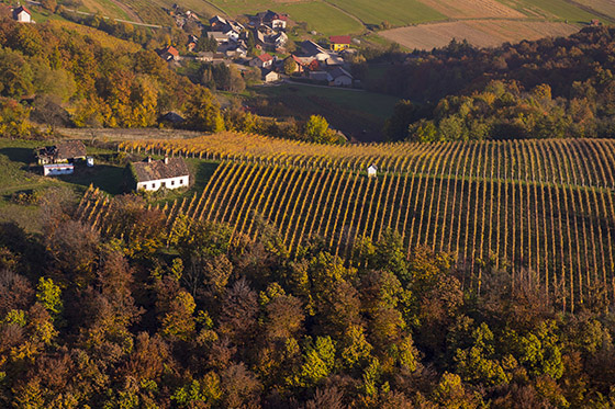 Wineyards in Posavje region in autumn