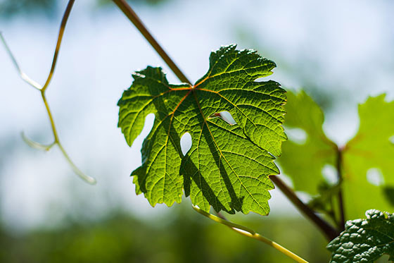 Grape leaf