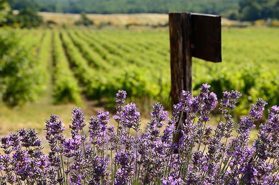 Provence vineyard