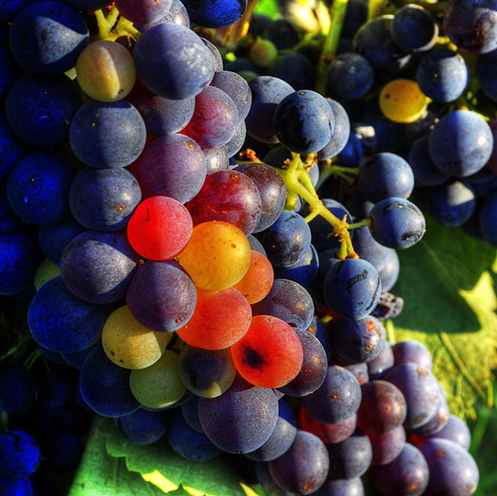 Provence grapes