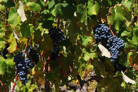 Provence vineyard