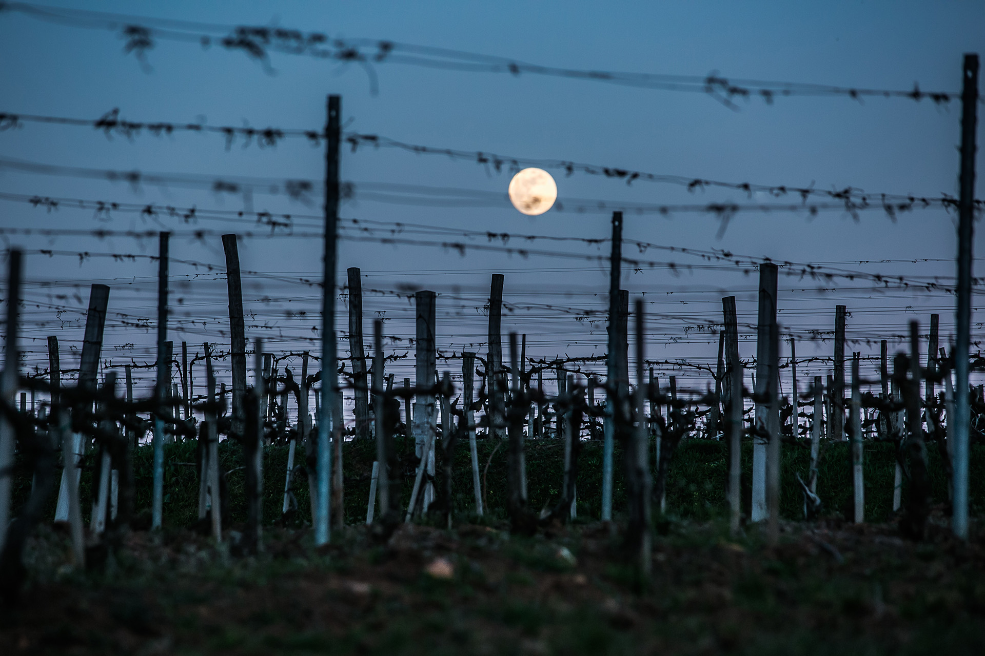 Vineyard in moonlight