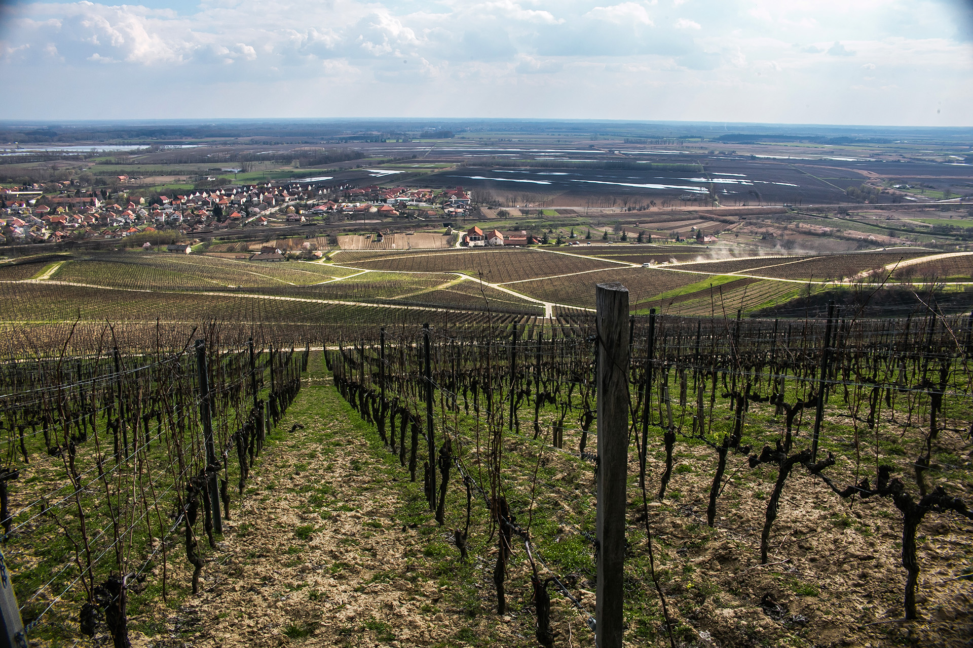 Vineyards of Tarcal