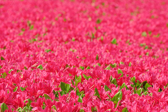 Rhododendrons