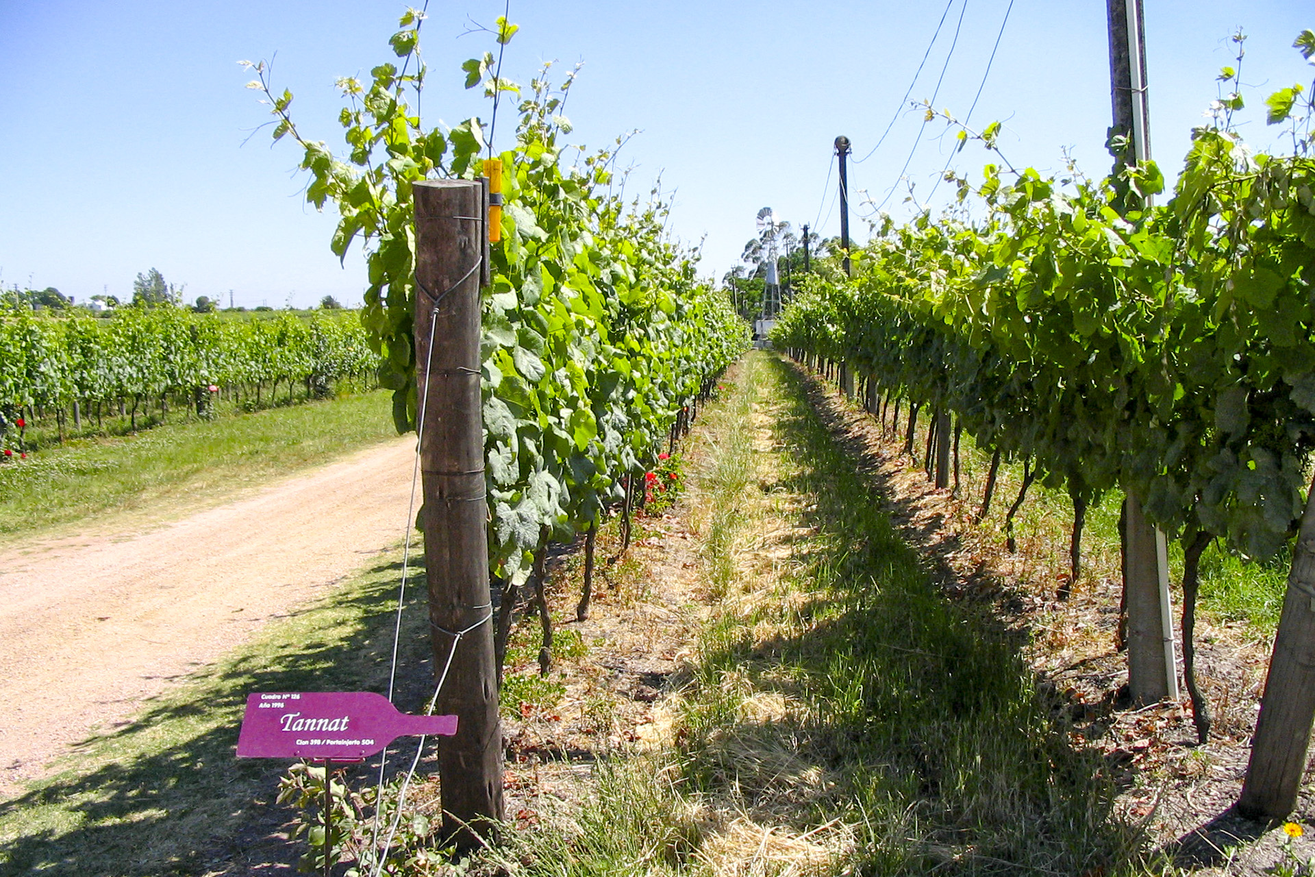 Bodega Pisano - Tannat