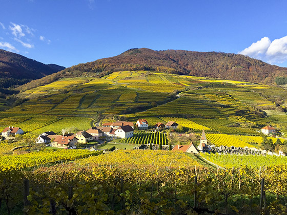 Wachau vineyards