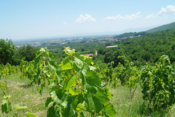 Dalamaras vineyard