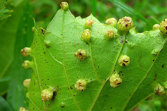 leaf galls caused by grape phylloxera