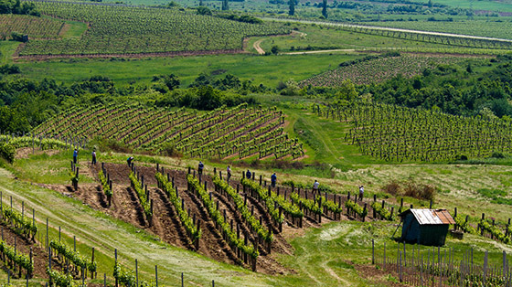 Tokaj Oremus