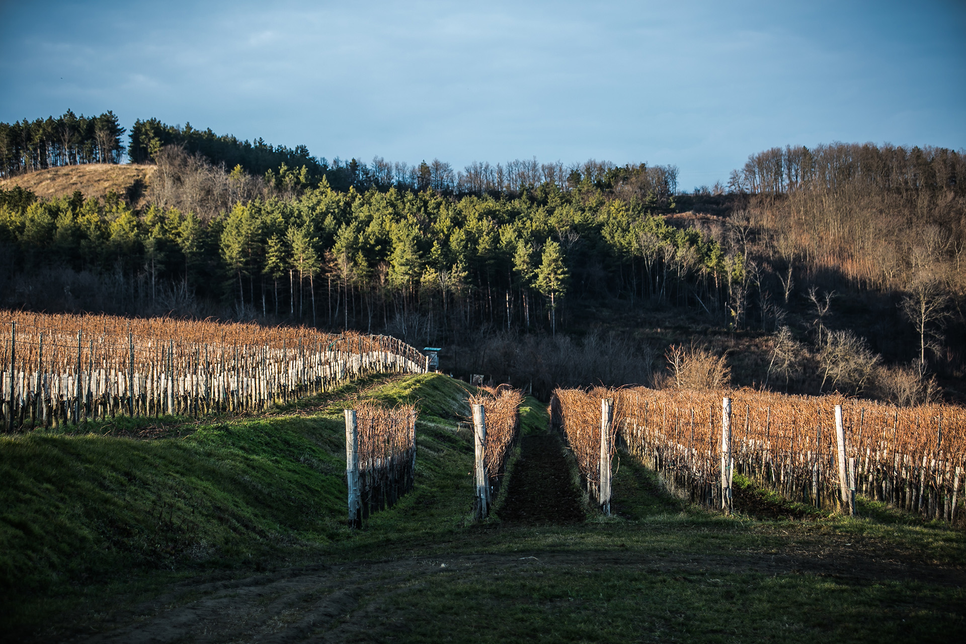 Vineyards somewhere in the Szekszárd's hills