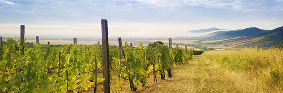 Palandor vineyard