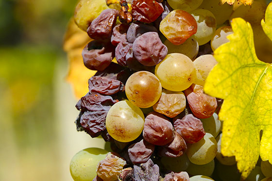 Furmint bunch containing aszú grapes 