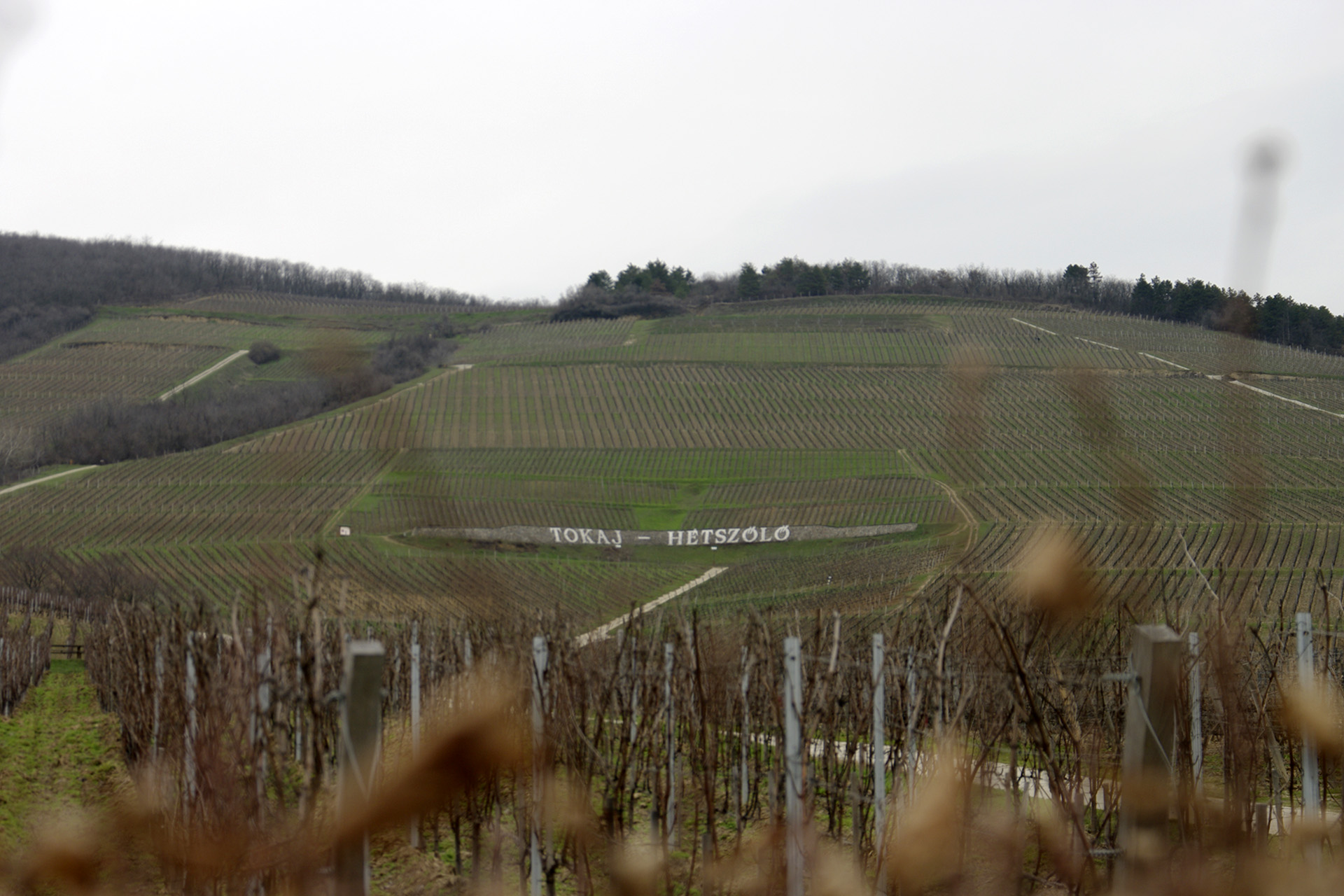 Hétszőlő vineyard