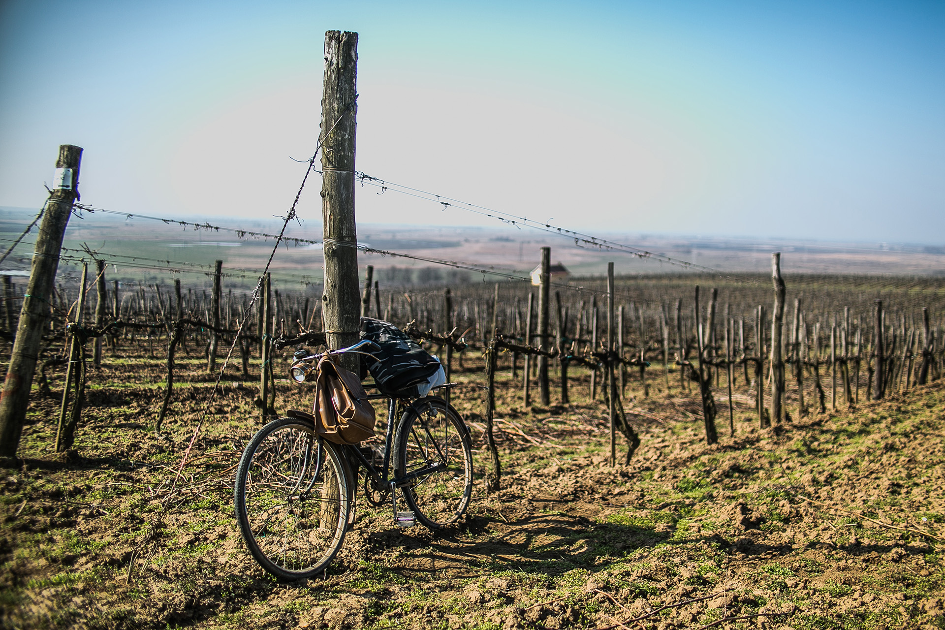 Mézes-mály vineyard