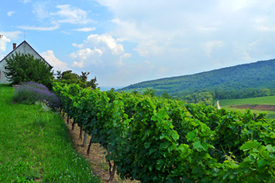 Jekl winery