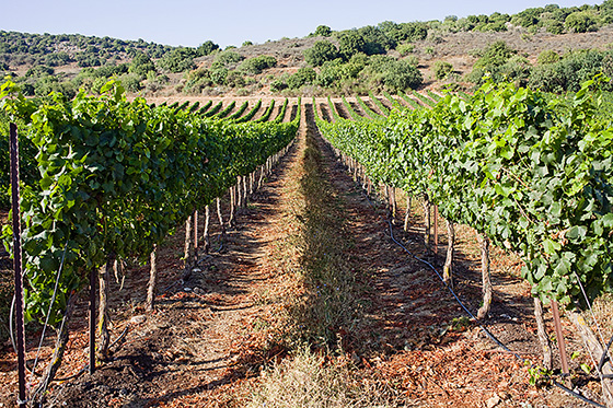 Recanati Upper Galilee Vineyard