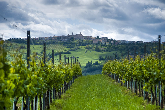 Verdicchio vines in Cupramontana - photo by Davide