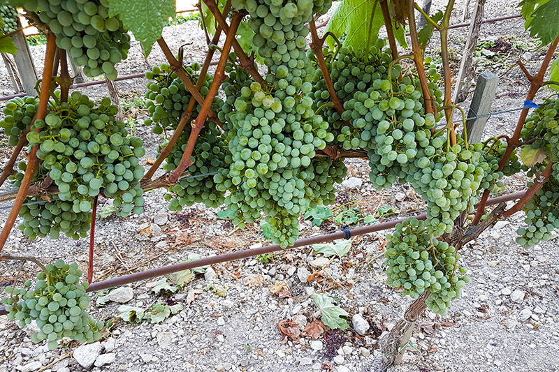 Minutolo vines in Locorotondo