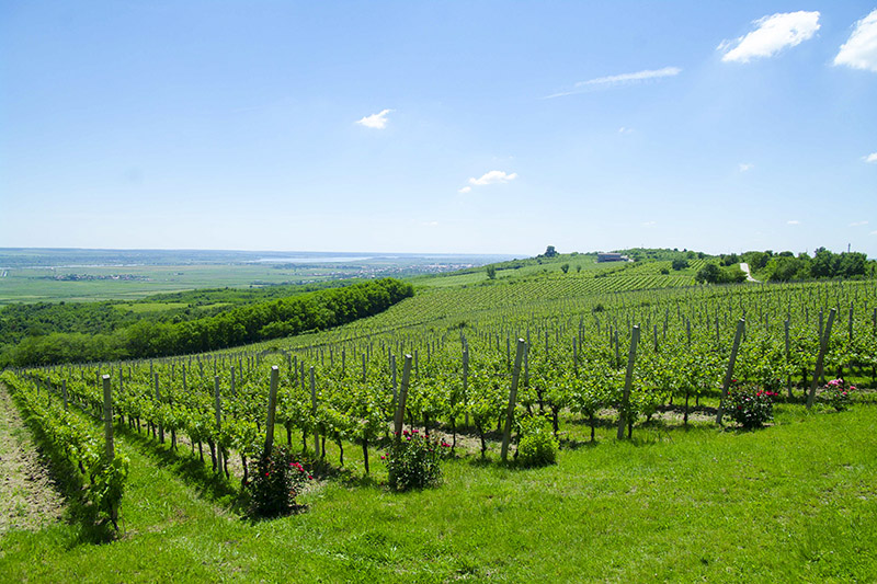 Vineyard