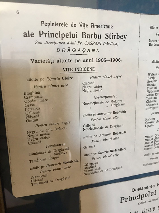 Grape varieties at Stirbey in 1905