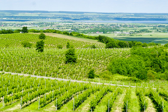 Vineyards and the river Olt
