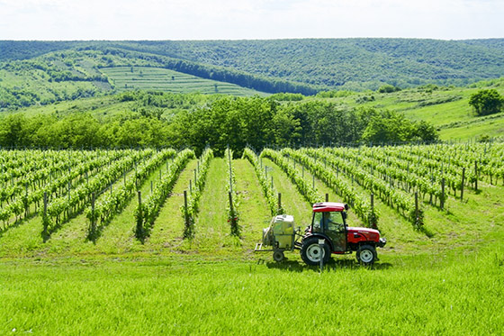 Working in the vineyard