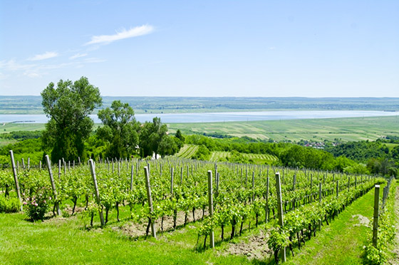 Vineyards and river Olt