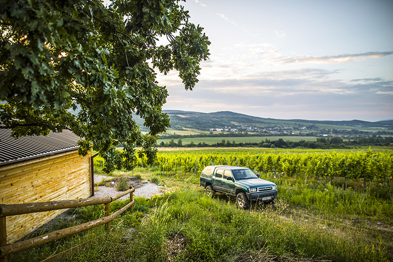 Lada vineyard