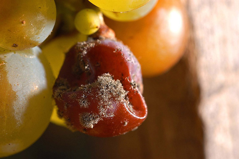 Aszú berries