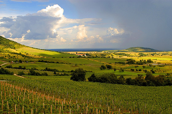 Vineyard in Erdőbénye