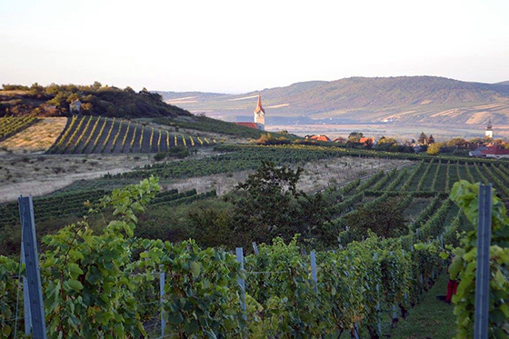 Tállya from the Báthory vineyard 