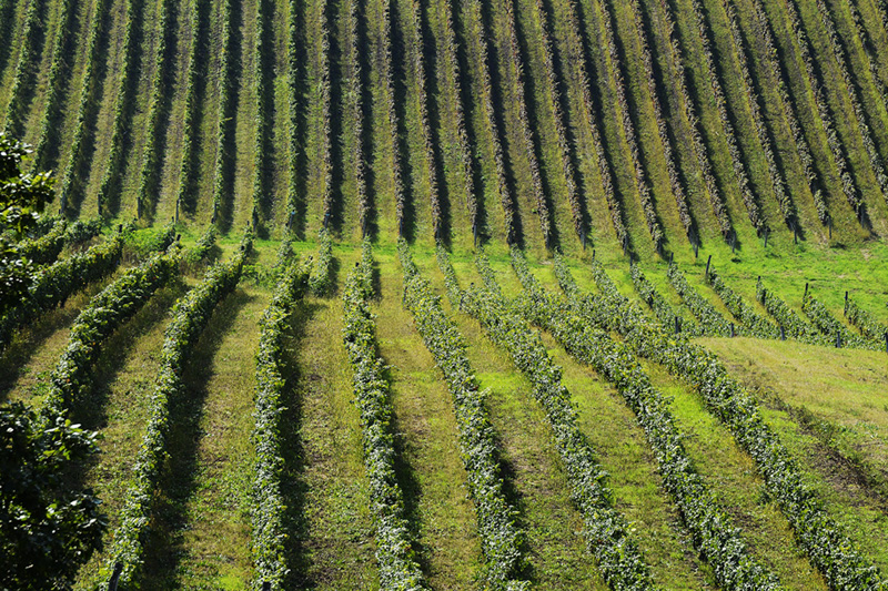 St. Andrea vineyard