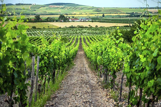 Rány vineyard